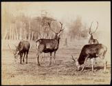 [Herd of (male) deer in a field]