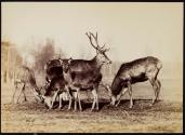 [Herd of deer]