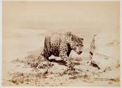 [Leopard]