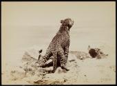 [Leopard]