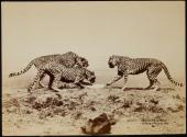 [Three cheetahs]