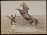 [Man holding whip and reins of rearing horse]