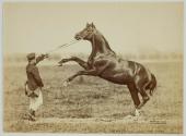 [Man holding reins of rearing horse]