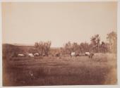 [Surveyor's Camp]