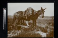 [Dead boar slung over donkey's back]
