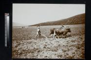 [Person plowing field with cattle]