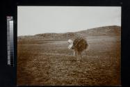 [Woman carrying load of grass on her back]