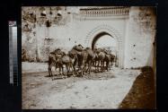 [Caravan of camels entering through archway]