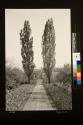 Pathway leading to terrace garden from George Eastman's vegetable garden