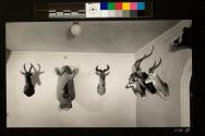 Variety of animal trophies hung on George Eastman's 3rd floor - Oculus Area