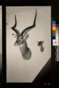 African animal trophies hung on 3rd floor of George Eastman's Home 