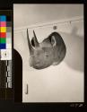 Rhino trophy hung on 3rd floor of George Eastman's home