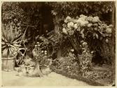 Study of Plants