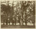 [Oak trees, Herne, Kent]