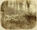 [Rock wall in forest]