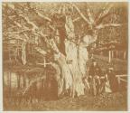 Oak Tree in Eridge Park, Sussex