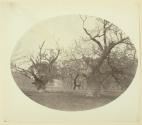 Oak trees, Windsor, Berkshire