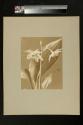 [Flowers]