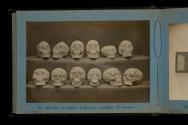 [Twelve human skull casts]