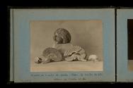 [Three anatomical model human brains]