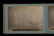 [Three insect skeletal models with wire outline]