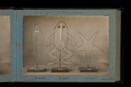 [Skeletal models with wire outline of three aquatic creature]