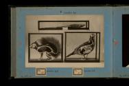 [Taxidermy animals with visible skeletal structure]