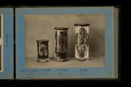 [Dissected animals in jars]
