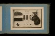 [Display illustrating honeybee larva, honeycomb, and nest]