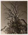 Dead Chestnut Tree