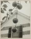 Gable and Apples