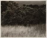 Hedge and Grasses – Lake George