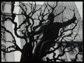 [Man pruning tree]