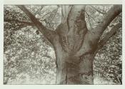 [Tree]