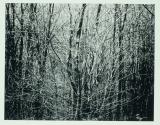 [Snow covered trees]