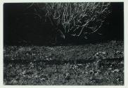 [Trees and grass]