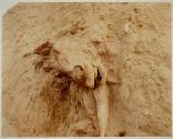 Dead Animals # 327