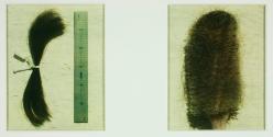 [6-inch bundle of hair and hairbrush]
