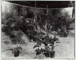 Marinduque Island Jungle—Stage #36.