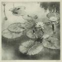 Lillies in the Clouds