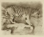 [Tiger on rock]