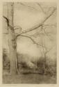 The Lone Bough