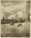 Farm-in-the-Zoo