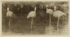 [Four Flamingos]