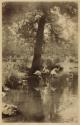 [Flamingo under tree, in water]