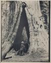 Fannie Coburn at base of Redwood Tree