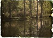 [Reflective pond with trees and bridge]