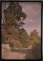 [Dirt road with trees]