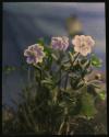 [Plant with blue-violet flowers]