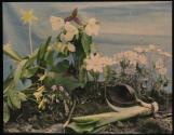 [Garden with flowering plants]